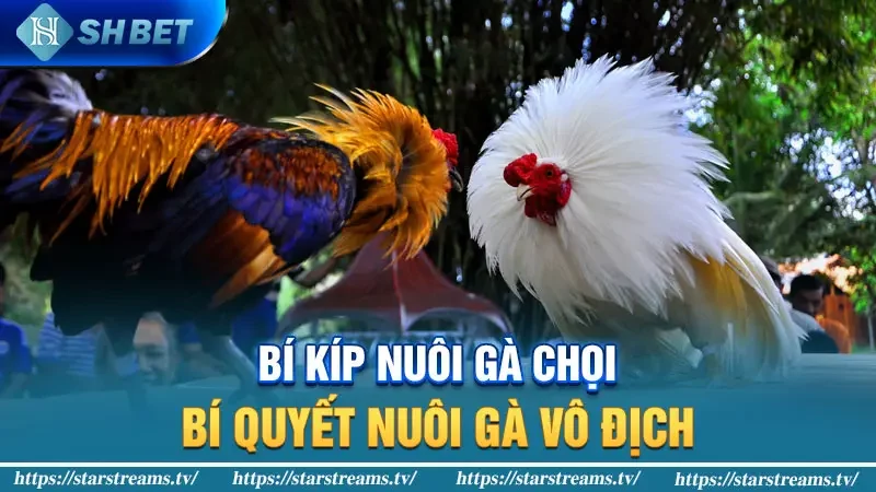 Bí Kíp Nuôi Gà Chọi: