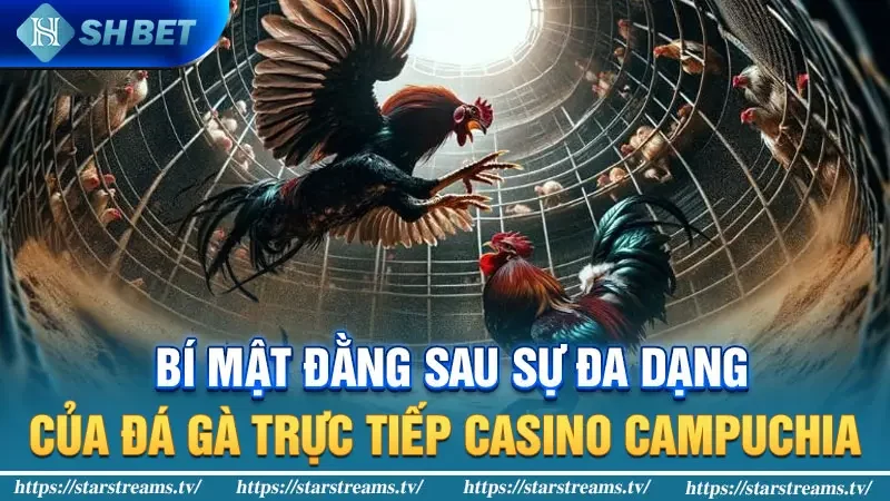 Bí mật đằng sau sự đa dạng của đá gà trực tiếp Casino Campuchia