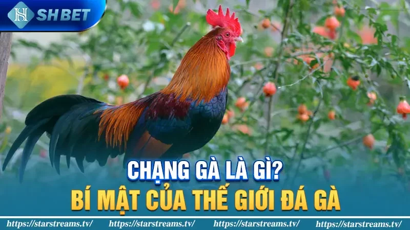 Chạng Gà Là Gì? Bí Mật Của Thế Giới Đá Gà