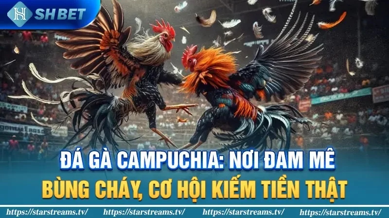 Đá gà Campuchia: Nơi đam mê bùng cháy, cơ hội kiếm tiền thật