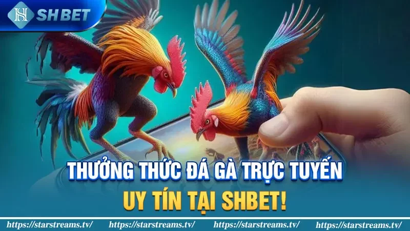 Thưởng thức Đá Gà Trực Tuyến Uy Tín Tại Shbet!