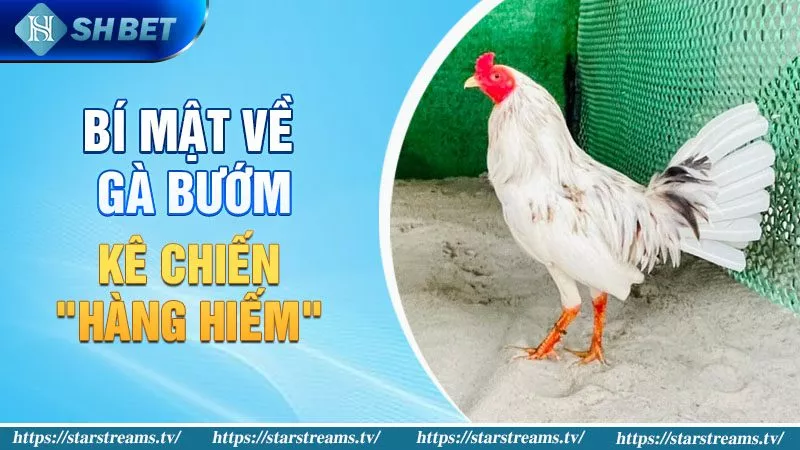 Bí mật về Gà Bướm: Kê Chiến "Hàng Hiếm"