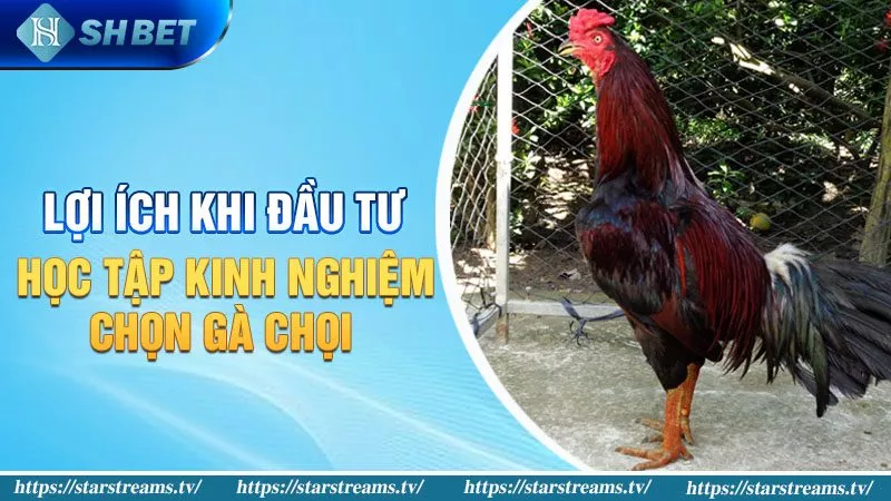 Lợi ích khi học kinh nghiệm chọn gà chọi hay