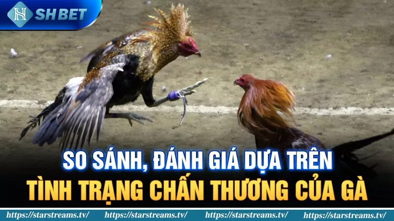 So sánh, đánh giá dựa trên tình trạng chấn thương của gà