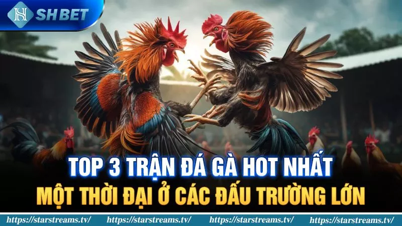 Top 3 trận đá gà hot nhất một thời đại